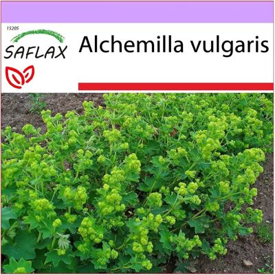 Saflax - Alchemilla vulgaris - 100 graines - Graines de plantes médicinales - Publicité Saflax - Alchemilla vulgaris - 100 graines - Graines de plantes médicinales - Publicité