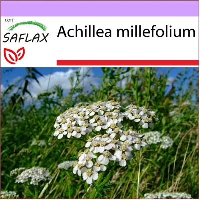 Saflax - Achillea millefolium - Plante médicinale - 200 graines - Publicité Saflax - Achillea millefolium - Plante médicinale - 200 graines - Publicité