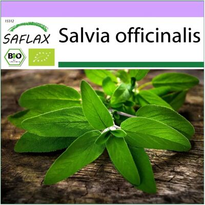 Saflax Modèle Sauge - Graines d'Herbes Bio - Publicité Saflax Modèle Sauge - Graines d'Herbes Bio - Publicité