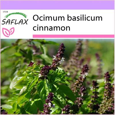 Saflax - Basilic Cannelle - 200 graines - Graines d'herbes - Publicité Saflax - Basilic Cannelle - 200 graines - Graines d'herbes - Publicité
