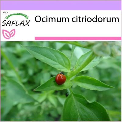 Saflax Basilic Citronné - 200 graines - Herbe pour cuisine asiatique - Publicité Saflax Basilic Citronné - 200 graines - Herbe pour cuisine asiatique - Publicité
