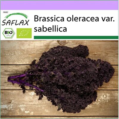 Saflax - Chou Frisé Bio - Redbor - 50 graines - Brassica oleracea - Légume - Publicité Saflax - Chou Frisé Bio - Redbor - 50 graines - Brassica oleracea - Légume - Publicité