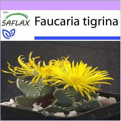 Saflax - Mâchoire de Tigre - 40 graines - Faucaria Tigrina - Plante succulente - Publicité Saflax - Mâchoire de Tigre - 40 graines - Faucaria Tigrina - Plante succulente - Publicité