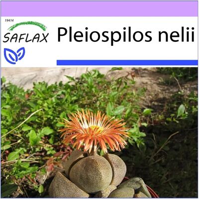 Saflax - Granite Vivant - 40 graines - Pleiospilos nelii - Publicité Saflax - Granite Vivant - 40 graines - Pleiospilos nelii - Publicité