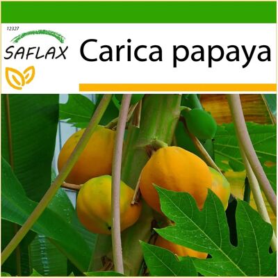 Saflax Papaya - Arbre de Melon Tropical - 30 Graines - Publicité Saflax Papaya - Arbre de Melon Tropical - 30 Graines - Publicité