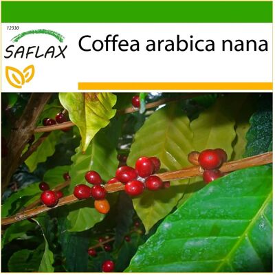 Saflax - Café en arbre nain - 8 graines - Culture intérieure - Publicité Saflax - Café en arbre nain - 8 graines - Culture intérieure - Publicité