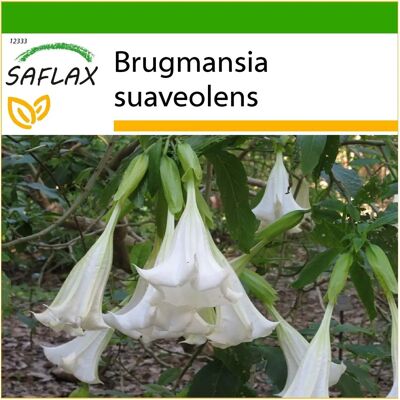 SAFLAX - Trompette d'Ange Blanche - Graines - Substrat de culture - Brugmansia suaveolens - Publicité SAFLAX - Trompette d'Ange Blanche - Graines - Substrat de culture - Brugmansia suaveolens - Publicité