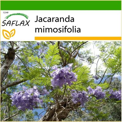 Saflax - Jacaranda - 50 graines - Avec substrat - Arbre - Publicité Saflax - Jacaranda - 50 graines - Avec substrat - Arbre - Publicité