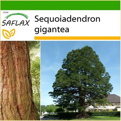 Saflax - Séquoia géant - 50 graines - Arbre de jardin résistant au gel - Sequoiadendron gigantea - Publicité Saflax - Séquoia géant - 50 graines - Arbre de jardin résistant au gel - Sequoiadendron gigantea - Publicité