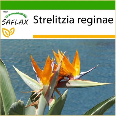 Saflax - Oiseau de paradis - 5 graines - Avec sol - Publicité Saflax - Oiseau de paradis - 5 graines - Avec sol - Publicité