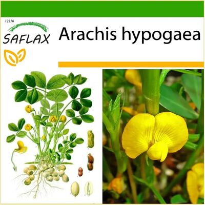 SAFLAX Arachis hypogaea - Plant de cacahuète - 8 graines - Avec substrat pour meilleure culture - Publicité SAFLAX Arachis hypogaea - Plant de cacahuète - 8 graines - Avec substrat pour meilleure culture - Publicité