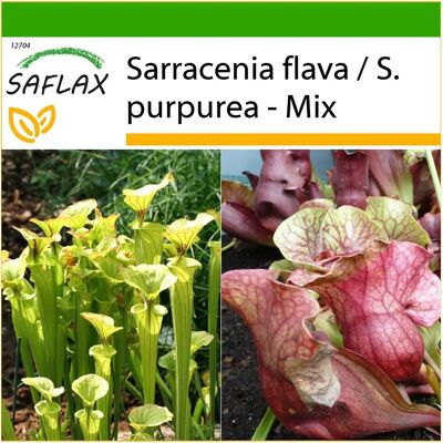 Saflax Plante Carnivore à Pièces - 10 graines - Facile à cultiver - Publicité Saflax Plante Carnivore à Pièces - 10 graines - Facile à cultiver - Publicité