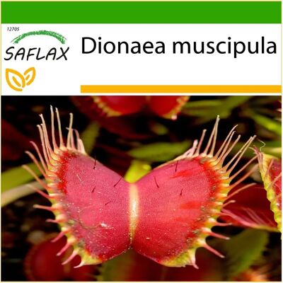 Saflax - Venus Fly Trap - 10 graines - Avec substrat - Dionaea muscipula - Publicité Saflax - Venus Fly Trap - 10 graines - Avec substrat - Dionaea muscipula - Publicité