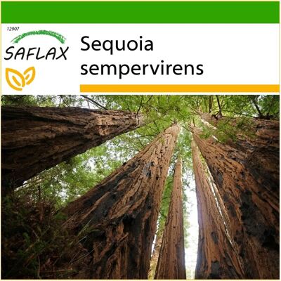 SAFLAX Séquoia Côte Ouest - 50 Semences - Cultivation Améliorée - Sequoia sempervirens - Publicité SAFLAX Séquoia Côte Ouest - 50 Semences - Cultivation Améliorée - Sequoia sempervirens - Publicité