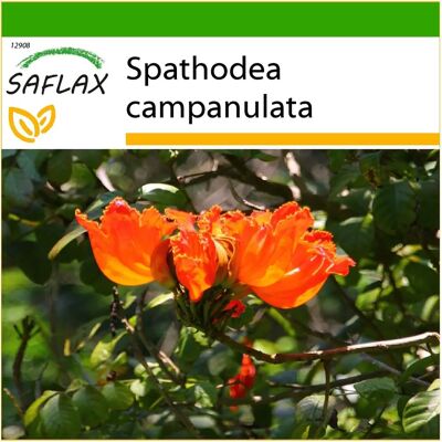 Saflax - Arbre de tulipe africain - 30 graines - Avec substrat pour meilleure culture - Spathodea campanulata - Publicité Saflax - Arbre de tulipe africain - 30 graines - Avec substrat pour meilleure culture - Spathodea campanulata - Publicité