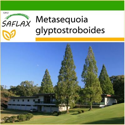 Saflax - Métaséquoia - 60 Graines - Avec substrat - Publicité Saflax - Métaséquoia - 60 Graines - Avec substrat - Publicité