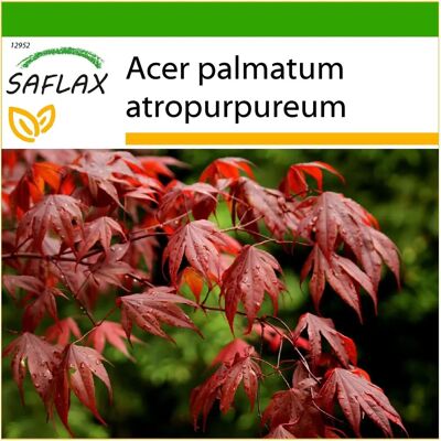 Saflax - Érable du Japon rouge - 20 graines - Arbre ornemental - Publicité Saflax - Érable du Japon rouge - 20 graines - Arbre ornemental - Publicité