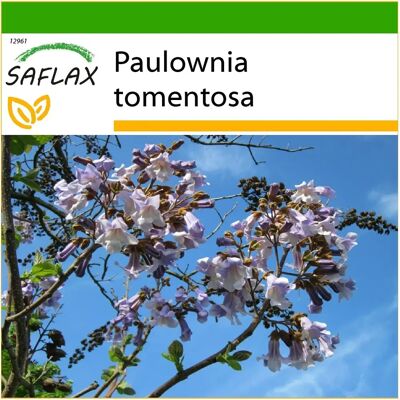 Saflax - Arbre de princesse - 200 graines - Avec substrat - Arbre - Publicité Saflax - Arbre de princesse - 200 graines - Avec substrat - Arbre - Publicité