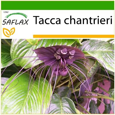 Saflax - Fleur chauve-souris noire - 10 graines - Avec substrat - Tacca chantrieri - Publicité Saflax - Fleur chauve-souris noire - 10 graines - Avec substrat - Tacca chantrieri - Publicité