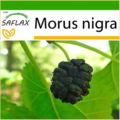 Saflax Morus Nigra - Graine de mûrier noir - Type d'arbre - Publicité Saflax Morus Nigra - Graine de mûrier noir - Type d'arbre - Publicité