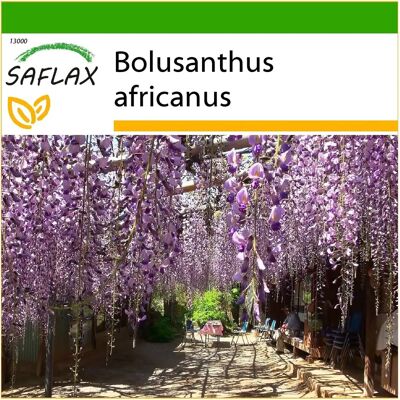 Saflax Arbre glycine africain - 15 graines - Substrat - Publicité Saflax Arbre glycine africain - 15 graines - Substrat - Publicité