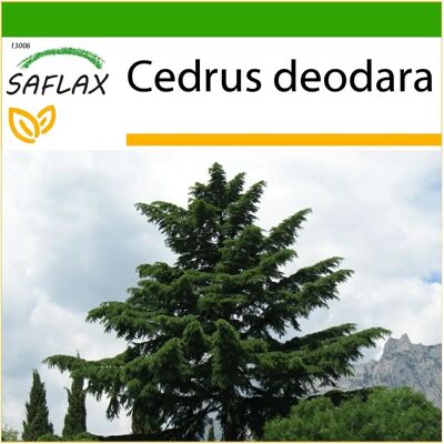 Saflax Cèdre de l'Himalaya - Graines Résistantes au Gel - 35 Seeds - Publicité Saflax Cèdre de l'Himalaya - Graines Résistantes au Gel - 35 Seeds - Publicité