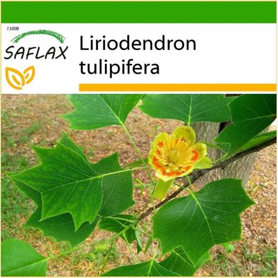 Saflax - Arbre des tulipes - 20 graines - Avec substrat - Liriodendron tulipifera - Publicité Saflax - Arbre des tulipes - 20 graines - Avec substrat - Liriodendron tulipifera - Publicité
