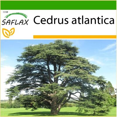 Saflax - Cèdre de l'Atlas du Nord de l'Afrique - 20 Graines - Résistant au Gel - Arbre - Publicité Saflax - Cèdre de l'Atlas du Nord de l'Afrique - 20 Graines - Résistant au Gel - Arbre - Publicité