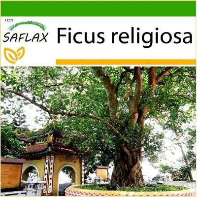 Saflax - Ficus religiosa - 100 graines avec substrat - Graines d'arbre - Publicité Saflax - Ficus religiosa - 100 graines avec substrat - Graines d'arbre - Publicité