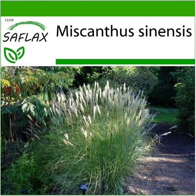 Saflax - Herbe argentée chinoise - 200 graines - Avec substrat de culture - Miscanthus sinensis - Publicité Saflax - Herbe argentée chinoise - 200 graines - Avec substrat de culture - Miscanthus sinensis - Publicité