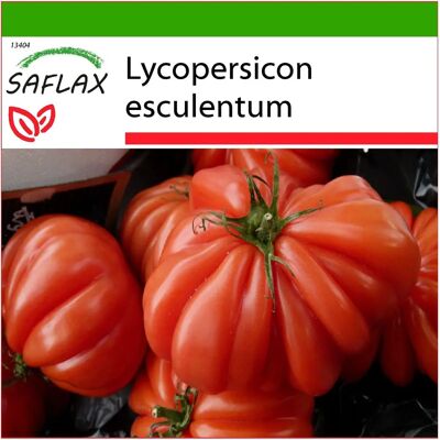 Saflax - Tomate - Costoluto Genovese - 10 graines - Tomate italienne juteuse et aromatique - Publicité Saflax - Tomate - Costoluto Genovese - 10 graines - Tomate italienne juteuse et aromatique - Publicité