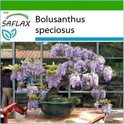 Saflax - Arbre Wisteria Africain - 15 Semences - Avec Substrat - Bonsai - Glycine arbre - Glicine africano - Glicinia africana - Arbre de glycine africain - Publicité Saflax - Arbre Wisteria Africain - 15 Semences - Avec Substrat - Bonsai - Glycine arbre - Glicine africano - Glicinia africana - Arbre de glycine africain - Publicité