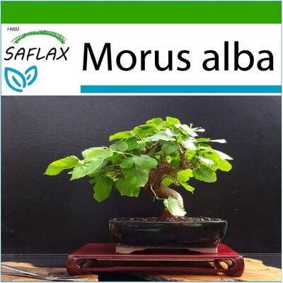 Saflax Morus alba - 200 graines, Bonsai, Mûrier blanc - Graines - Publicité Saflax Morus alba - 200 graines, Bonsai, Mûrier blanc - Graines - Publicité