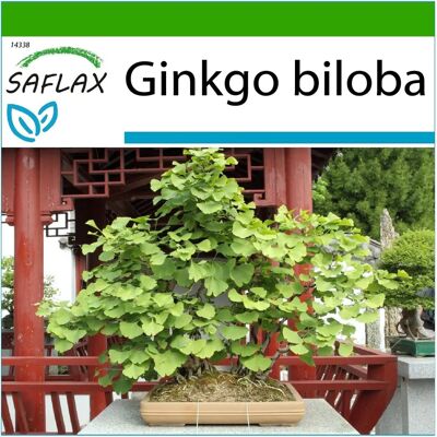 Graines de Ginkgo Saflax - 4 - Bonsai - Arbre - Publicité Graines de Ginkgo Saflax - 4 - Bonsai - Arbre - Publicité