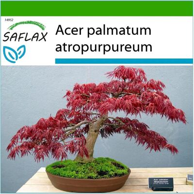 Saflax Érable du Japon Rouge pour Bonsai - 20 Graines - Avec Substrat - Publicité Saflax Érable du Japon Rouge pour Bonsai - 20 Graines - Avec Substrat - Publicité