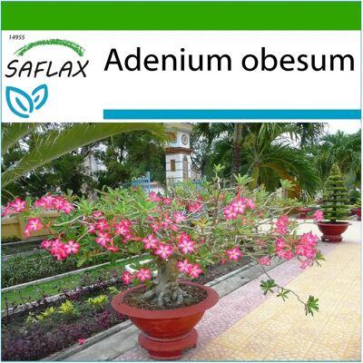 Saflax Adenium obesum - Rose du désert Bonsai - 8 graines - Publicité Saflax Adenium obesum - Rose du désert Bonsai - 8 graines - Publicité