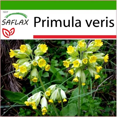 Saflax - Primevère - 100 Semences avec Substrat - Floraison de Printemps - Publicité Saflax - Primevère - 100 Semences avec Substrat - Floraison de Printemps - Publicité