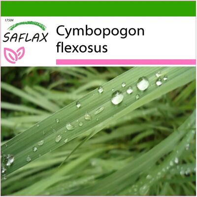 Saflax - Citronella - 50 graines - Avec substrat - Type de produit - Publicité Saflax - Citronella - 50 graines - Avec substrat - Type de produit - Publicité
