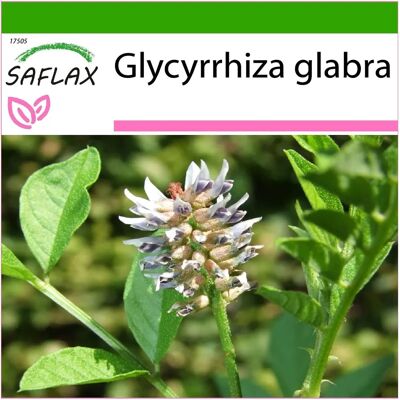 Saflax Glycyrrhiza glabra - Graines médicinales - Publicité Saflax Glycyrrhiza glabra - Graines médicinales - Publicité