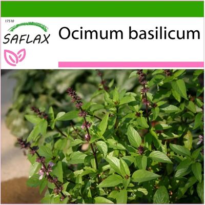 Saflax - Basilic thaï - 200 graines - Avec substrat - Semences d'herbes - Publicité Saflax - Basilic thaï - 200 graines - Avec substrat - Semences d'herbes - Publicité