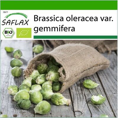 Saflax - Bio - Chou de Bruxelles - Groninger - 30 graines - Cultivation en sol - Publicité Saflax - Bio - Chou de Bruxelles - Groninger - 30 graines - Cultivation en sol - Publicité