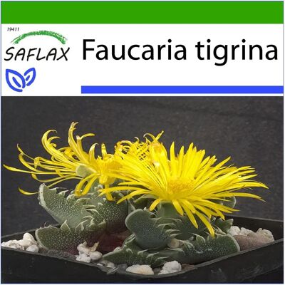 Saflax - Modèle: Faucaria tigrina - Plante succulente - Semences - Publicité Saflax - Modèle: Faucaria tigrina - Plante succulente - Semences - Publicité