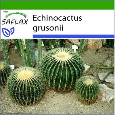 Saflax - Echinocactus grusonii - 40 graines - Mexique central - Cactus - Publicité Saflax - Echinocactus grusonii - 40 graines - Mexique central - Cactus - Publicité