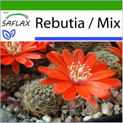 Graines Saflax Rebutia - Petit Cactus Fleuri - Culture en Intérieur - Publicité Graines Saflax Rebutia - Petit Cactus Fleuri - Culture en Intérieur - Publicité