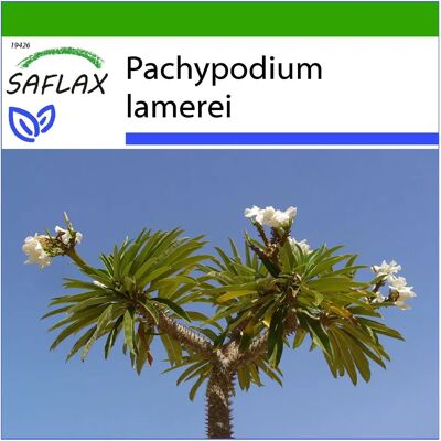 Saflax - Palmiste de Madagascar - 10 Graines - Intérieur/Extérieur - Plante Succulente - Publicité Saflax - Palmiste de Madagascar - 10 Graines - Intérieur/Extérieur - Plante Succulente - Publicité