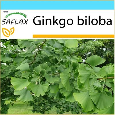 SAFLAX Graines d'Arbre de Ginkgo - Coffret Cadeau - Publicité SAFLAX Graines d'Arbre de Ginkgo - Coffret Cadeau - Publicité