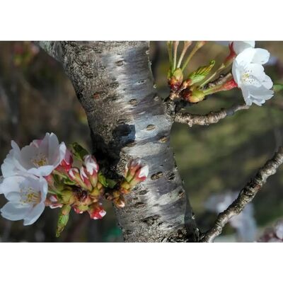 SAFLAX - Prunus serrulata - Cerise sauvage noire - Coffret de graines - Publicité SAFLAX - Prunus serrulata - Cerise sauvage noire - Coffret de graines - Publicité