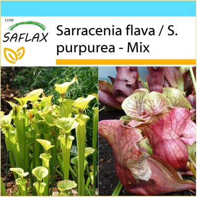 Saflax - Mélange de Plantes de Jarre - 10 Graines - Violet & Jaune - Plante - Publicité Saflax - Mélange de Plantes de Jarre - 10 Graines - Violet & Jaune - Plante - Publicité