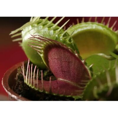 Saflax - Dionaea muscipula - 10 graines - Coffret cadeau - Graines - Publicité Saflax - Dionaea muscipula - 10 graines - Coffret cadeau - Graines - Publicité