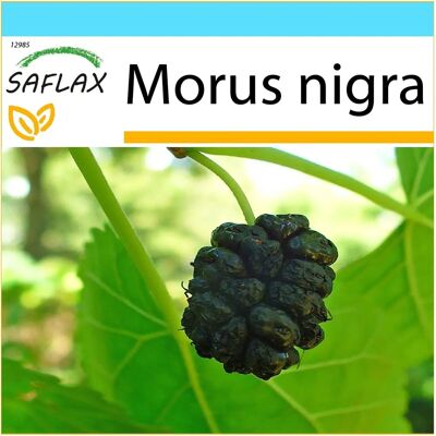 SAFLAX - Coffret cadeau - Mûrier noir - 200 graines - Avec boîte cadeau, carte, étiquette et substrat - Publicité SAFLAX - Coffret cadeau - Mûrier noir - 200 graines - Avec boîte cadeau, carte, étiquette et substrat - Publicité